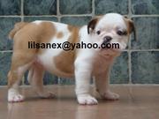 This English Bulldog Puppies are actually well trained and related.