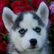 AKC Registered Siberian Husky Puppies Ready For Christmas